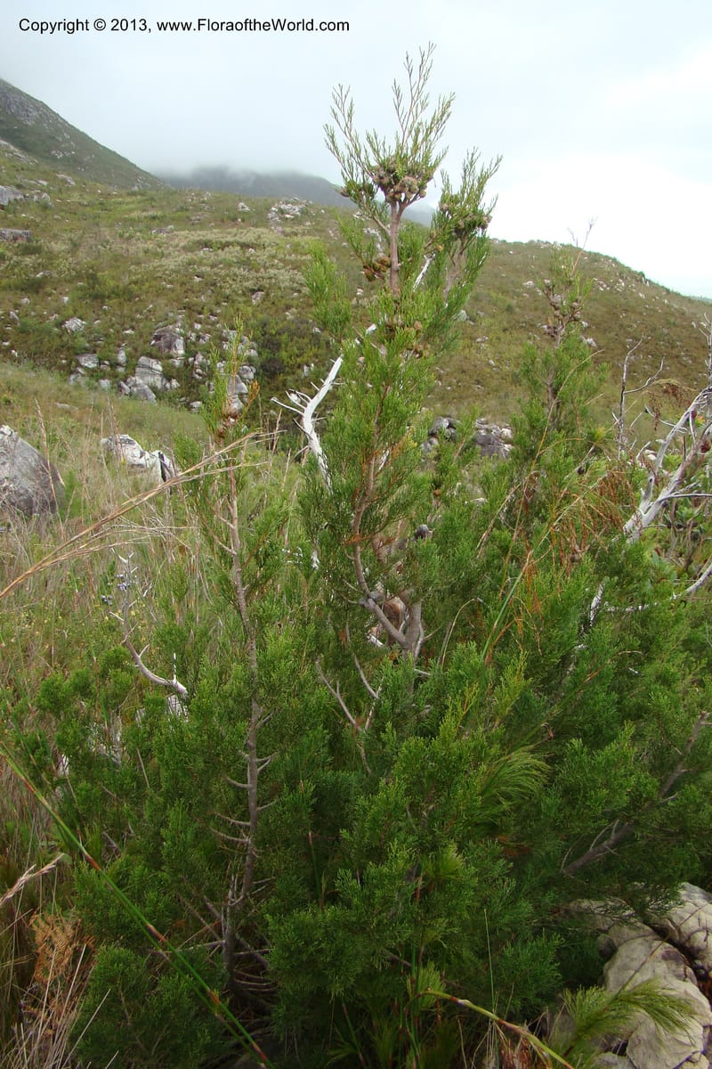 Widdringtonia nodiflora, C. Davidson 11500--South Africa. Marloth Nat. Res. Langeberg Mts. 22 Aug 09. 097.jpg