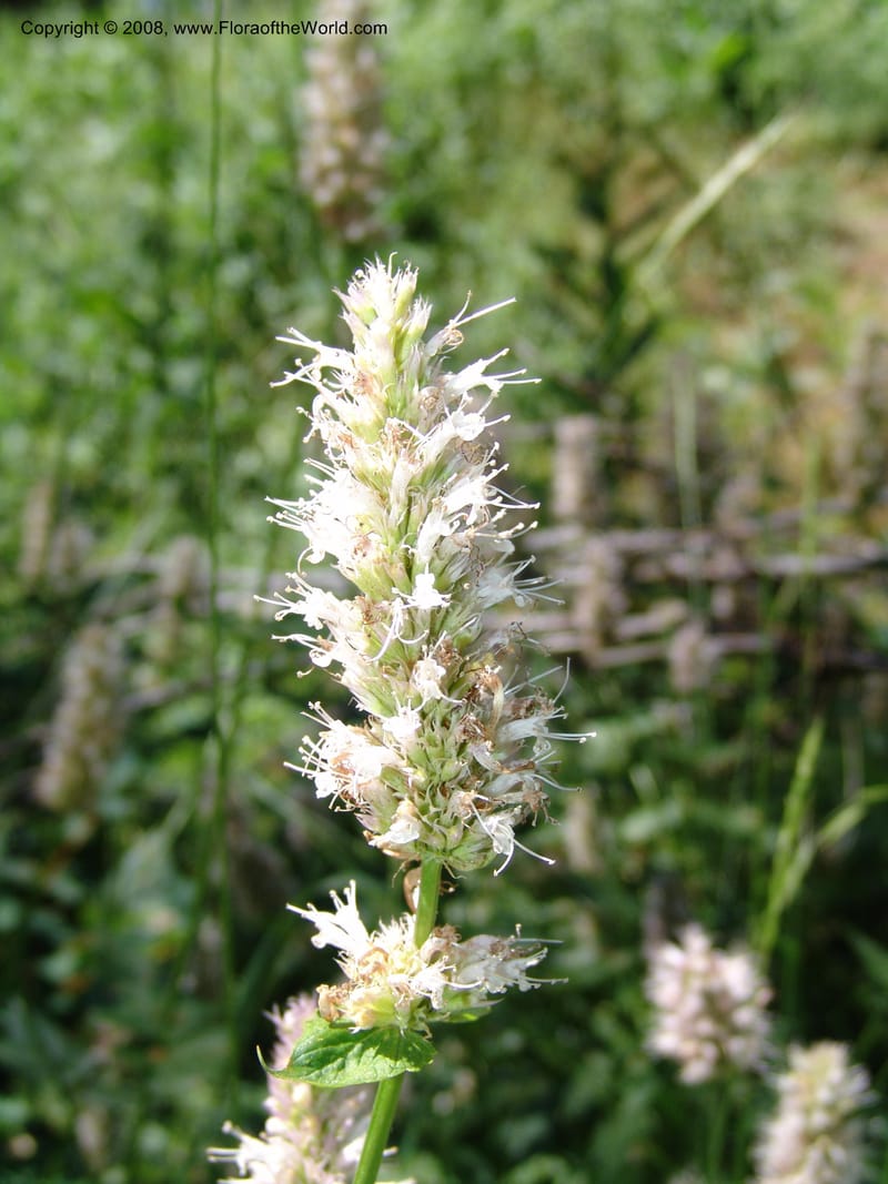 Agastache urticifolia--ID. Valley Co. Sylvan Beach reservoir and trail. 24 Jul 05. 256.jpg