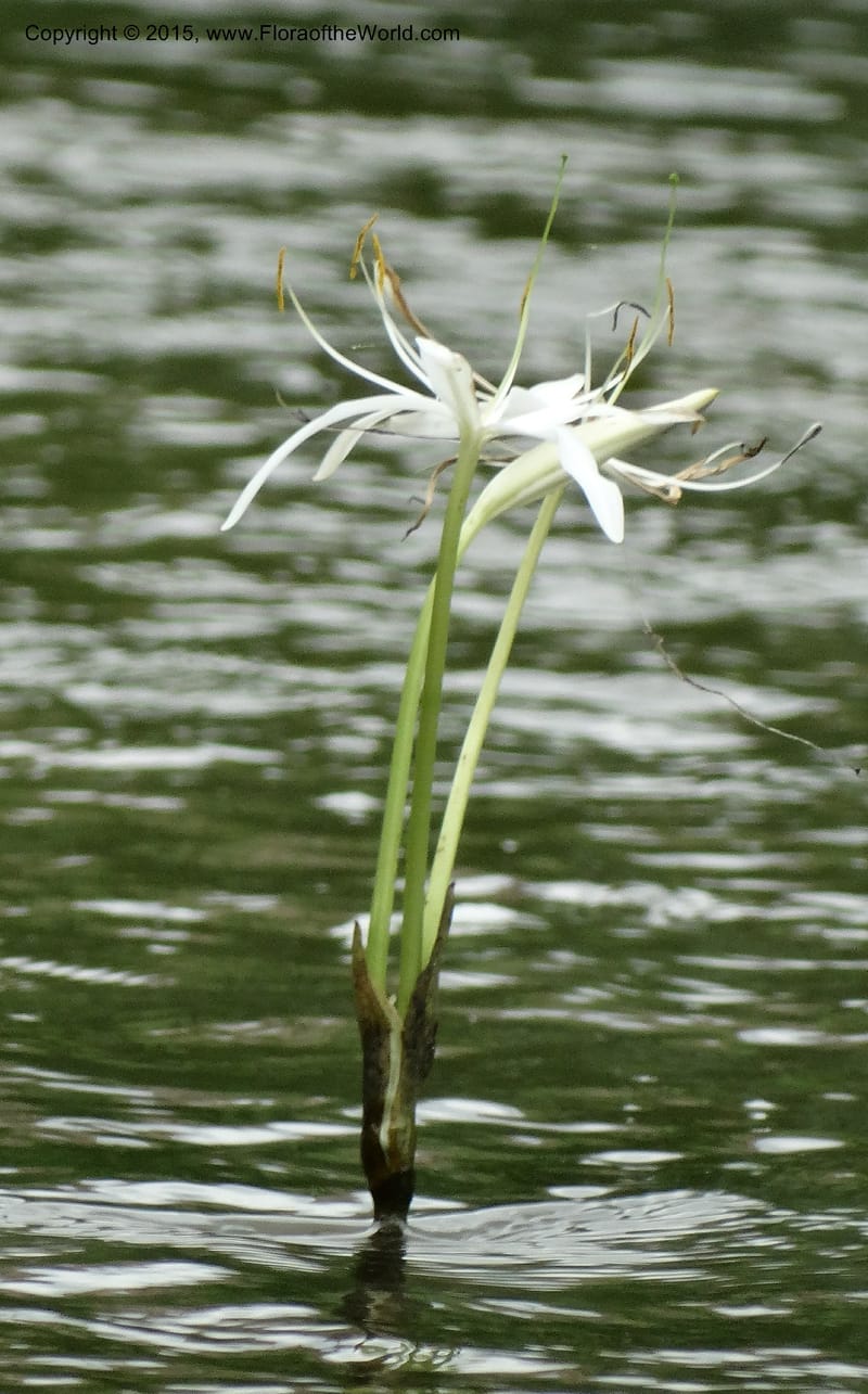 Crinum natans, Elias Ndive 189--Cameroon. Kumba River, Kumba. 23 Mar 2014. DSC03541 (26).JPG