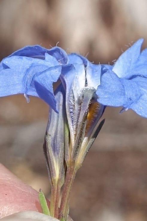 Lechenaultia biloba, not collected--Australia. W.A. Flora Rd. 22 Oct 2016. DSC03739 (70).JPG
