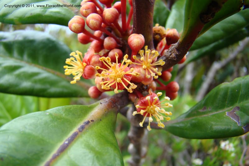 Austrobuxus montis-do, M. Callmander 792--New Caledonia. Mont Dore. 20 Jan 2010. 001 (42).jpg