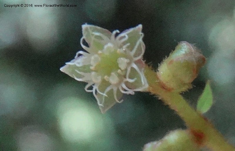 Anisophyllea disticha, Davidson, C 12897--Sabah. Deramakot For. Res. 24 Mar 2015. DSC00089 (109).JPG