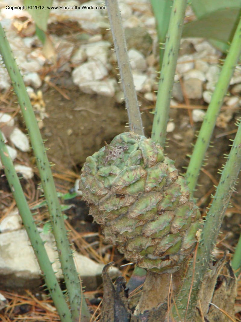 Ceratozamia euryphyllidia--MX. Oaxaca. Jardin Etnobotanico. 11 Sep 08. 008.jpg