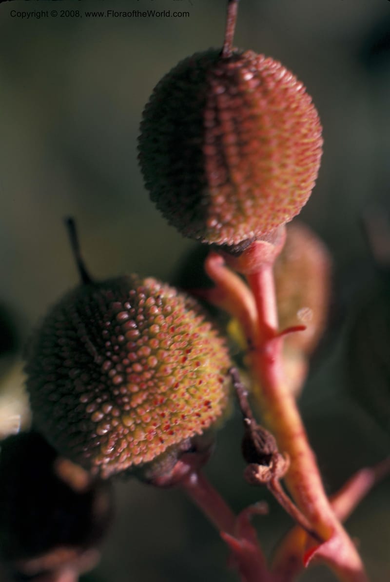 Arbutus unedo--CA. Rancho Santa Ana Bot. Gard. Mch 1971. 005.jpg