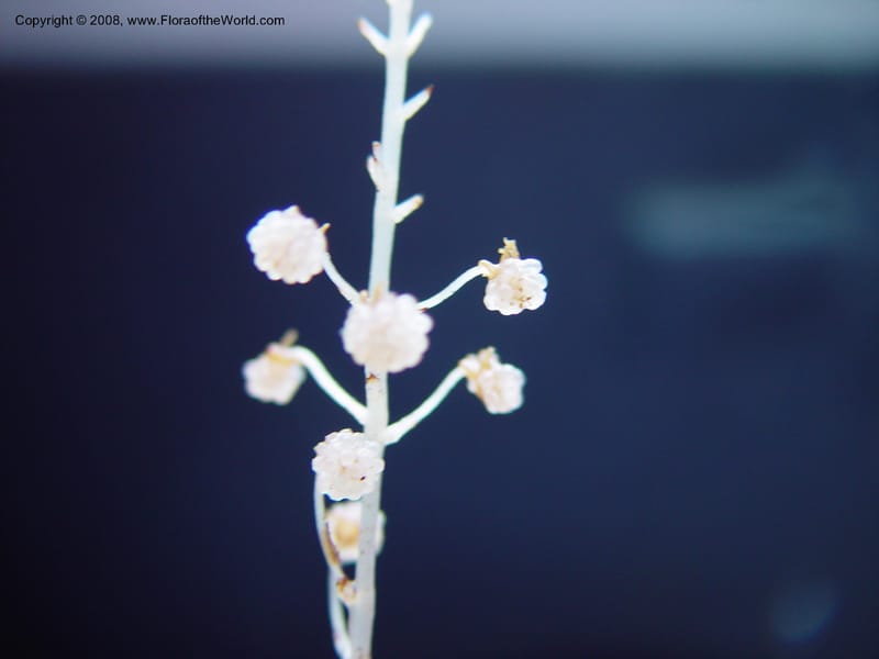 Sciaphila albescens, JSmith4184--Fr. Guiana. Kaw Mts. 'Caves Trail'. 20 Mch 02. 004.jpg