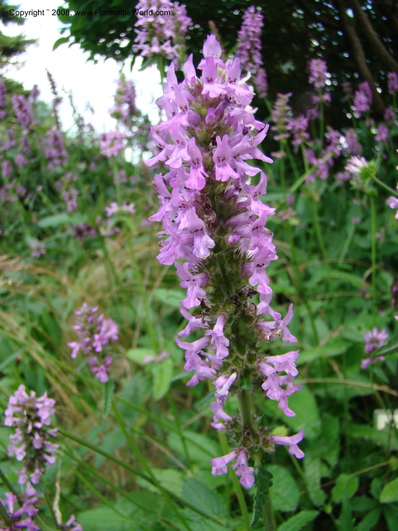 Stachys officinalis--Slovenia. Ljubljana. University Botanical Garden. 7 Jul 08. 040.jpg