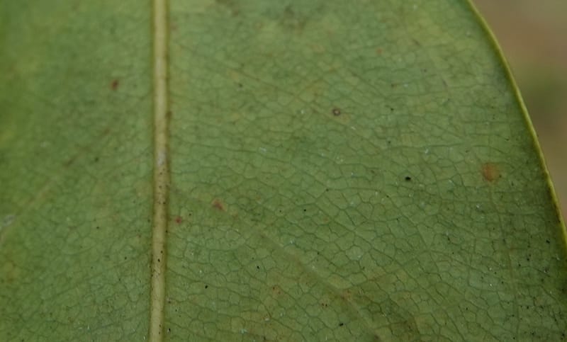Stachyothyrsus staudtii, C. Davidson 14054--Gabon. Maboumine. 23 Oct 2019. DSC01631 (135).JPG