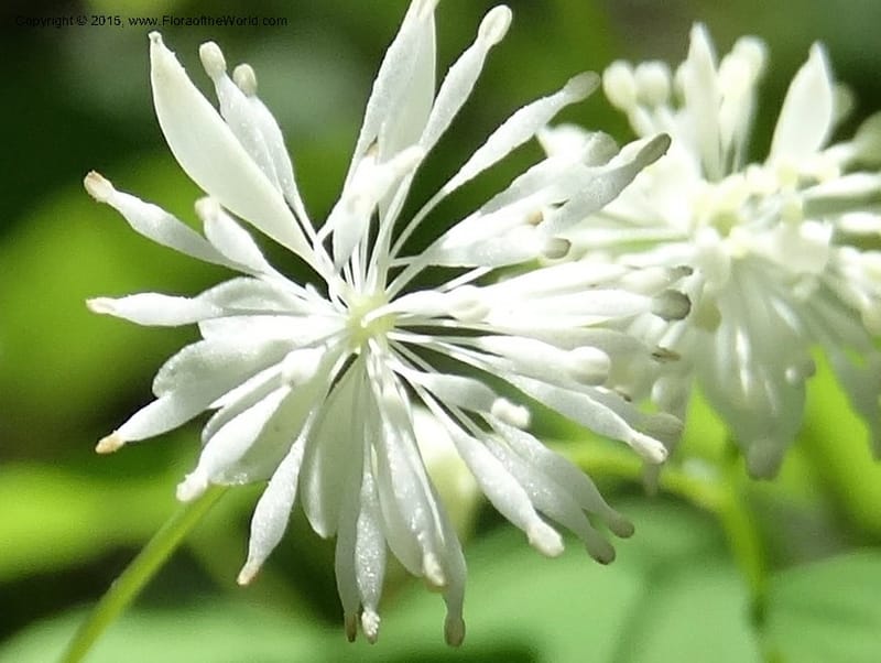 Thalictrum clavatum, Davidson, C 12989--North Carolina. Clay Co. Perry Gap Rd, Barnard's Cr. 13 May 2015. DSC04860 (292).JPG