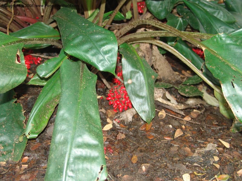 Palisota barteri--Cameroon. Limbe Garden. 12 Oct 04. 118.jpg