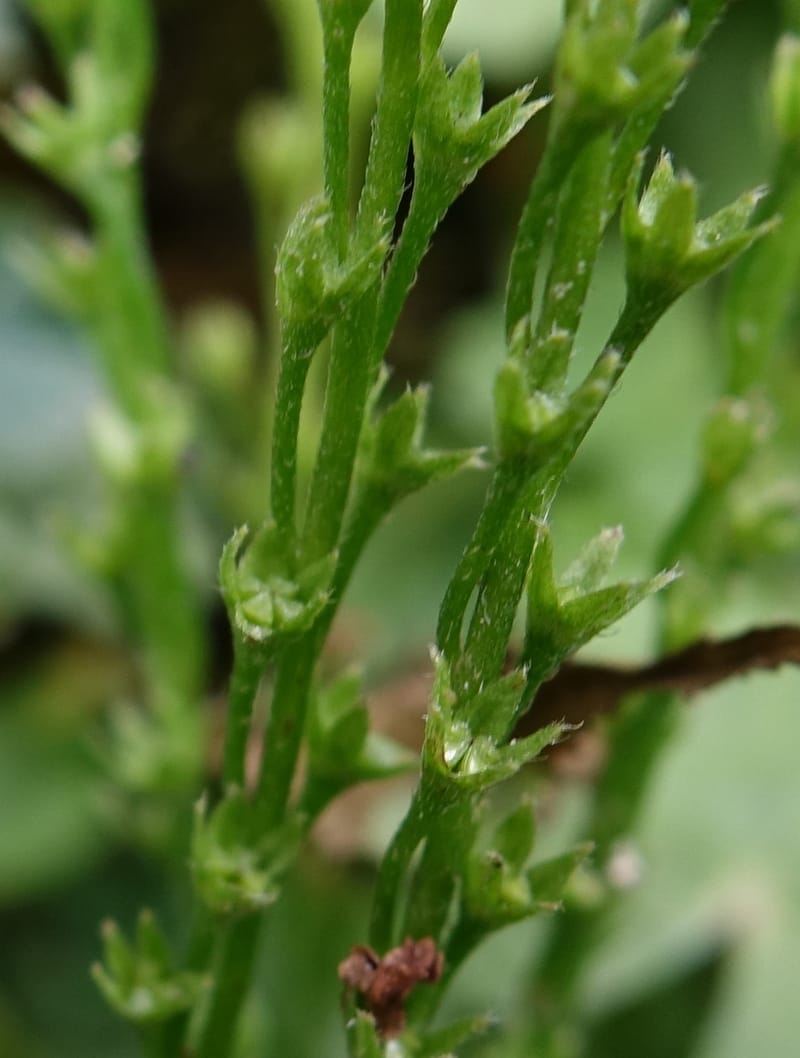 Trigonotis formosana, Tseng Yu-Hsin 1317--Taiwan. SW of Nanshan on highway 7. 20 May 2016. DSC03339 (56).JPG