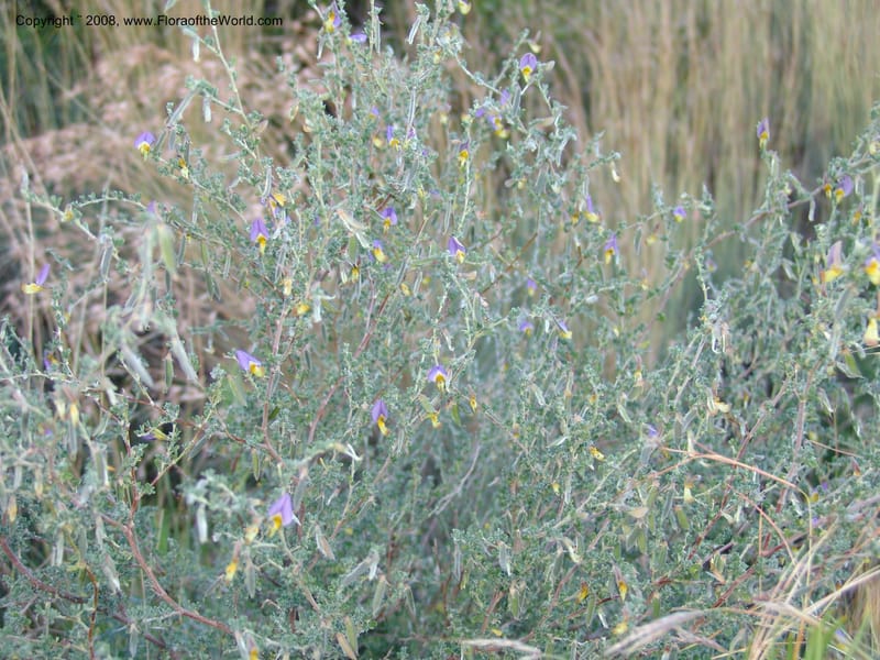 Lotononis sericophylla--So.Africa. E. Cape. Joubert's Pass, SE of Lady Gray. 9 Mch 05. 277.jpg