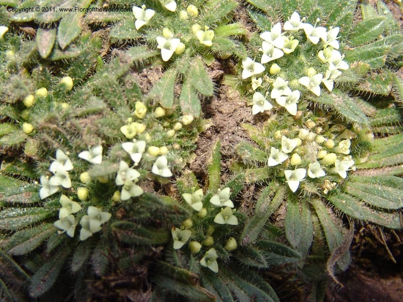Valeriana, R. Vasquez 33191--Peru. Cusco. Calca. Abra de Chayna Puerto. 3 Nov 07. 184 (17).jpg