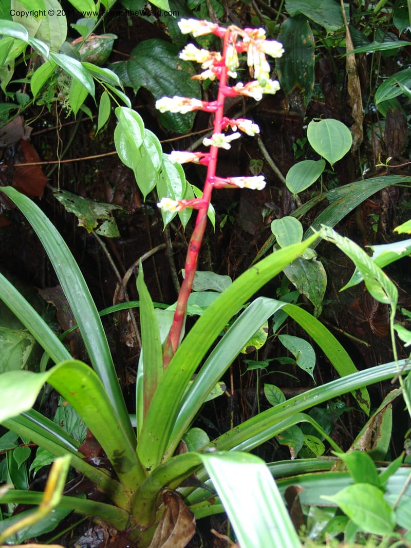 Guzmania testudinis, Croat 95114--Ecuador. Prov. Esmeraldas. Alto Tambo. 21 Feb 05. 131 (2).jpg