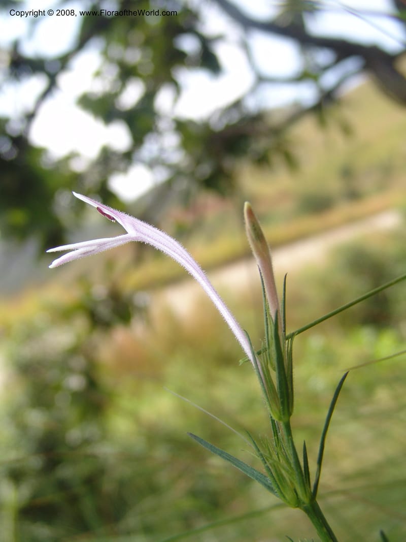Siphonoglossa linifolia--So.Africa. Mpumal. Moodie Mts.  18 Mch 05. 063.jpg