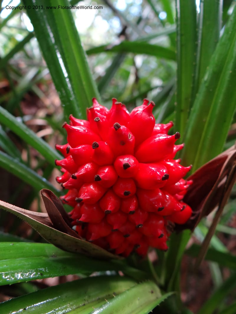 Pandanus platystigma, Callmander 1001--Sarawak.. Bot. Res. Center, Semengoh. 26 Mar 2012. DSC05403 (14).JPG