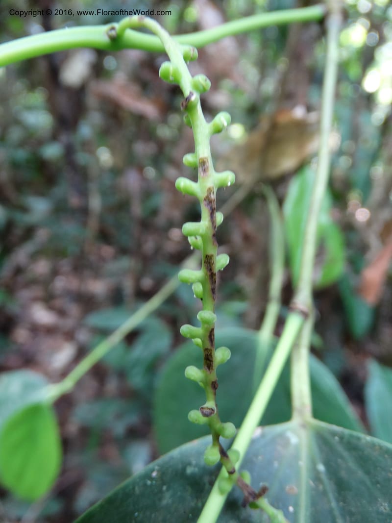 Piper, Davidson, C 12675--Sabah. Danum Valley. 4 Oct 2014. DSC01741 (224).JPG