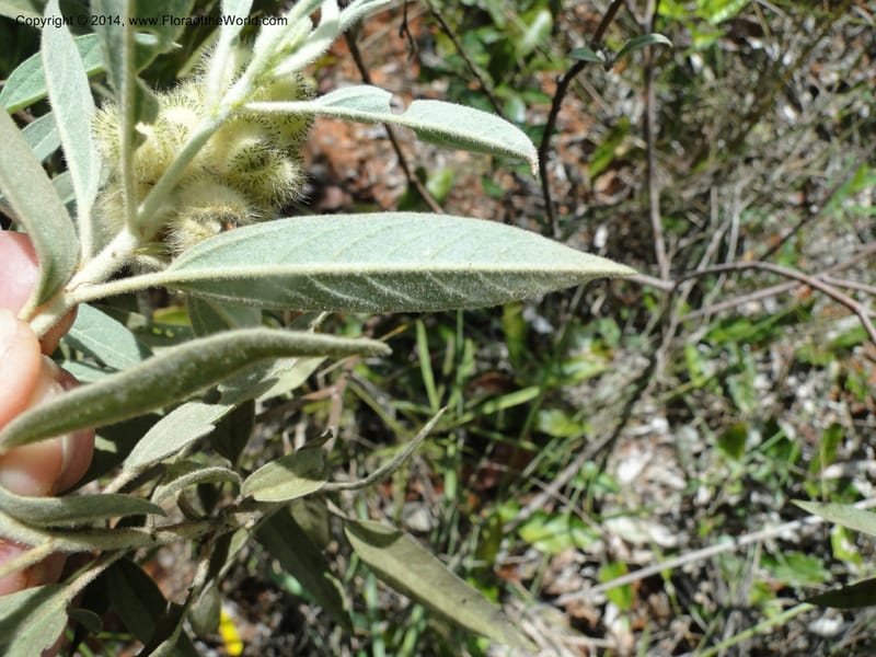 Croton, Stevens,  W. D 31106, Cerro Cora, 16 Mar 2011 1790 (3).JPG