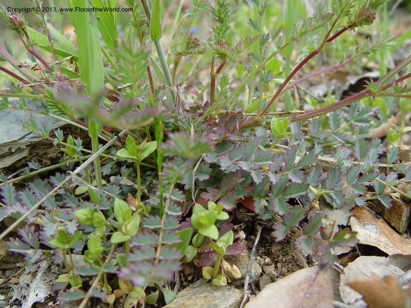 Sanguisorba verrucosa--Spain. Granada Prov. Jct. Albondon-Albunol on C333. 15  (30).jpg