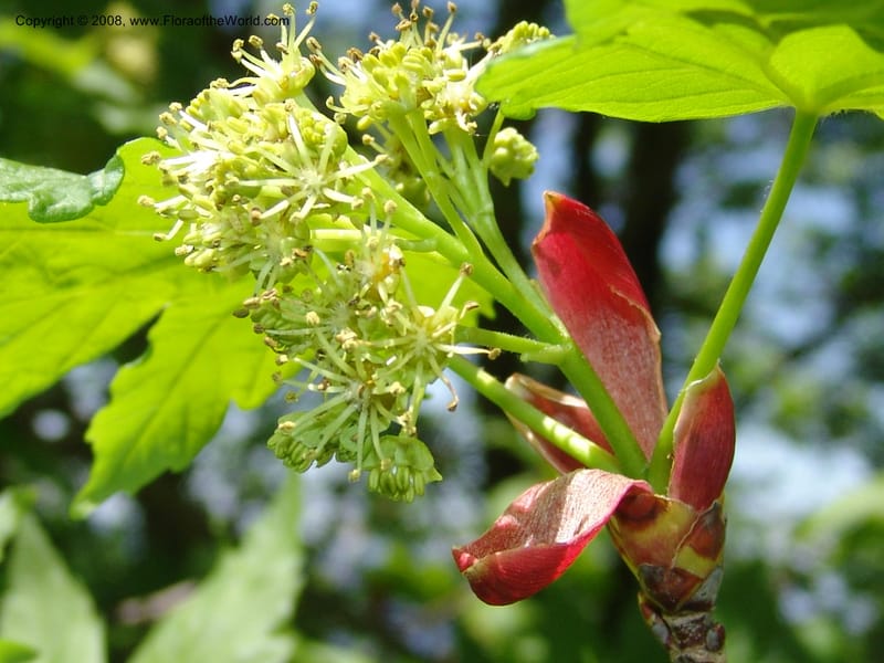 Acer trautvetterii--Georgia. 2 km S of Bakuriani, rd to Khrats'koros. 6 Jun 05. 383.jpg