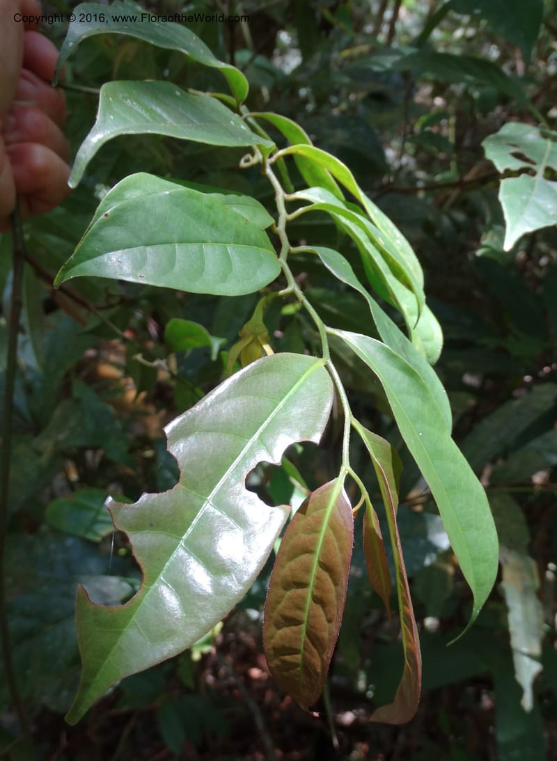 Artabotrys, Davidson, C 12924--Sabah. Kinabalu Nat. Park. Bundu Tuhan View Trail. 28 Mar 2015. DSC00951 (223).JPG