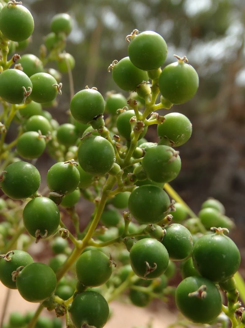 Flagellaria, Callmander, M. 1254--New Caledonia. Tiebaghi. 17 Nov 2015. DSC03437 (146).JPG
