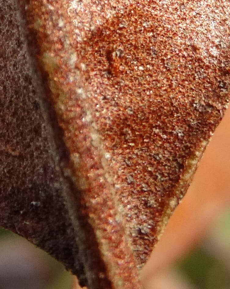 Myrtopsis, Lowry, P 7378--New Caledonia. Mont Dzumac. 12 Nov 2015. DSC01563 (622).JPG