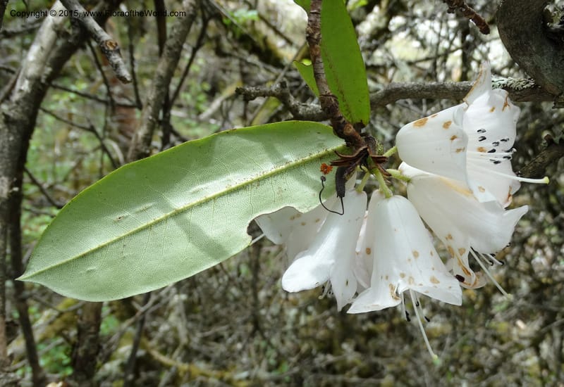 Rhododendron, Boufford, D 43643--China. Sichuan. XiaYingShan to XiangZhai. 10 May 2014. DSC05109 (150).JPG