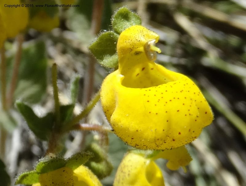 Calceolaria corymbosa, Davidson, C 12792--Chile. Ruta 115, to Laguna del Maule. 24 Nov 2014. DSC07486 (418).JPG
