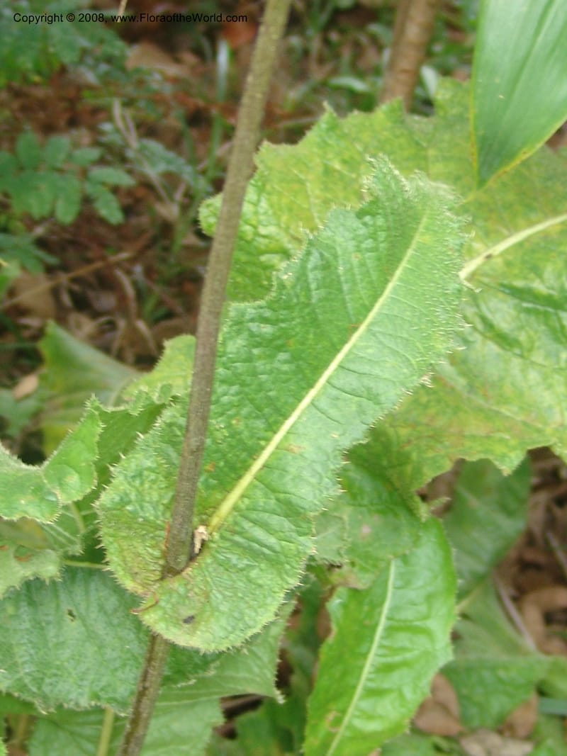 Berkheya--So.Africa. Moumalanga. Karino. Whyte Thorne. 19 Mch 05. 131.jpg
