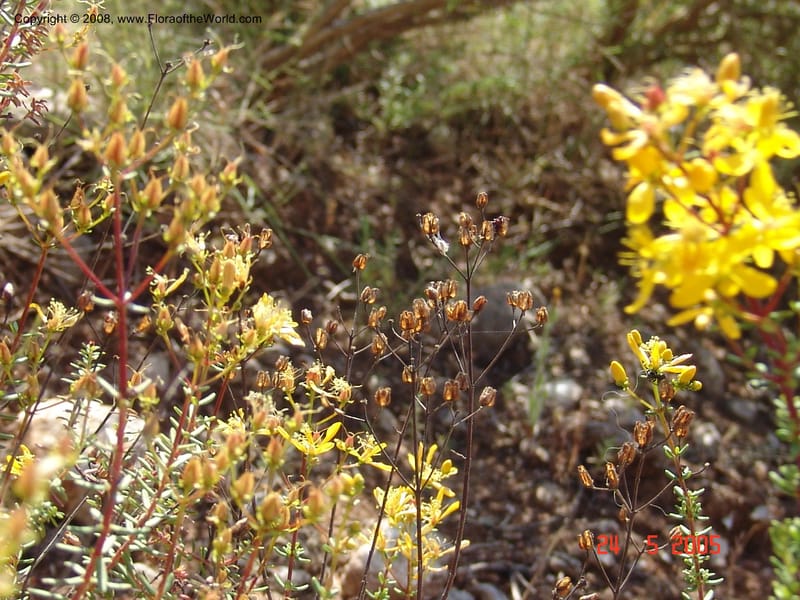 Hypericum empetrifolium ssp oliganthum--Crete. Ep. Apokoronos. Diktamos Gorge, ca. Stylos. 23 May 05. 078.jpg