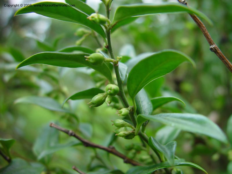 Sarcococca hookeriana--France. Paris. Jardin des Plantes. 30 May 03. 062.jpg