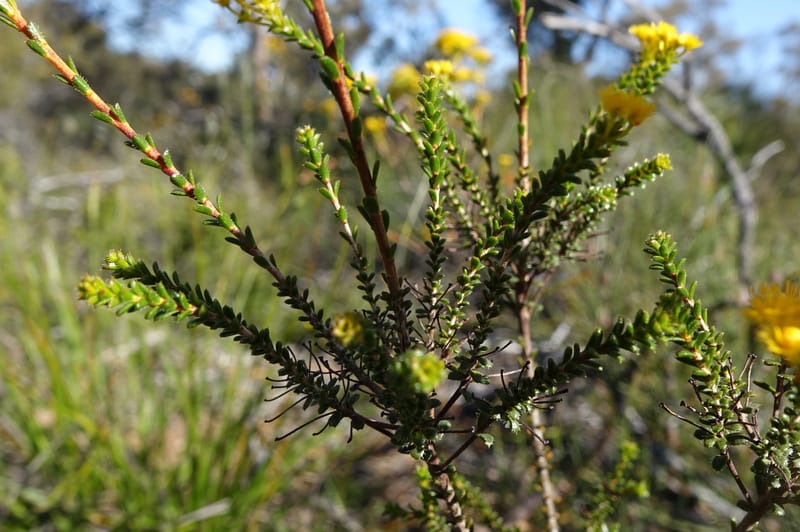 Verticordia serrata var. ciliata, Davidson, C 13381--Australia. W.A. Flora Rd. 22 Oct 2016. DSC03739 (208).JPG