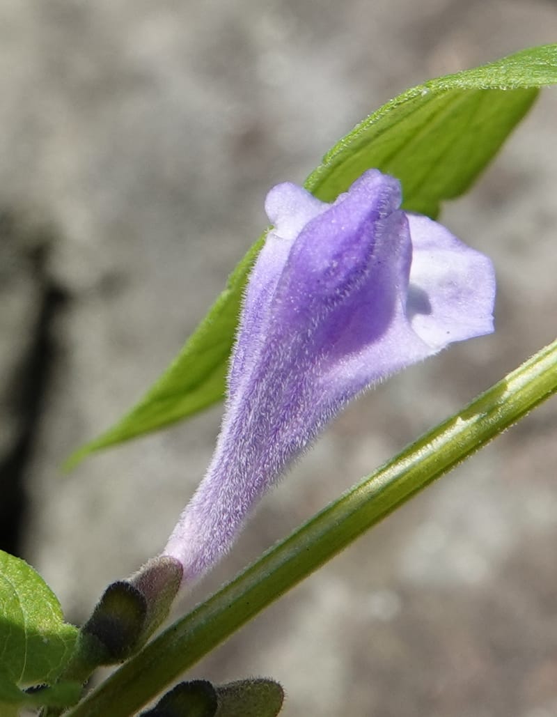 Scutellaria galericulata, C. Davidson 13882--ID. Fremont Co. Henry's Fork River. Box Canyon. 31 Jul 2018. DSC08304 (137).JPG