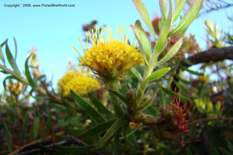 Leucospermum, Z. Rogers 1259--So. Africa. W. Cape. E of Stanford, Hermanus Rd. 19 Jan 09. 032.jpg