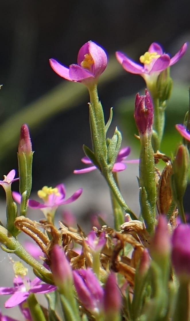 Centaurium pulchellum, Fortunato 13214--Argentina. Pedernal, Hwy 153. 10 Feb 2018. DSC00169 (52).JPG