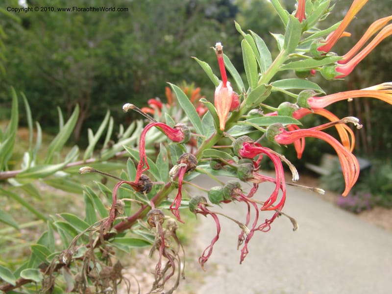 Lobelia excelsa, s.n.--CA. San Francisco Arboretum. 9 Aug 07. 567.jpg