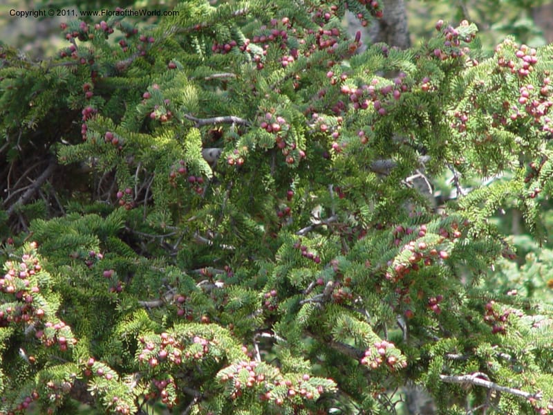 Picea pungens--AZ. Coconino Co. San Francisco Pk. 7 Jun 03. 057.jpg