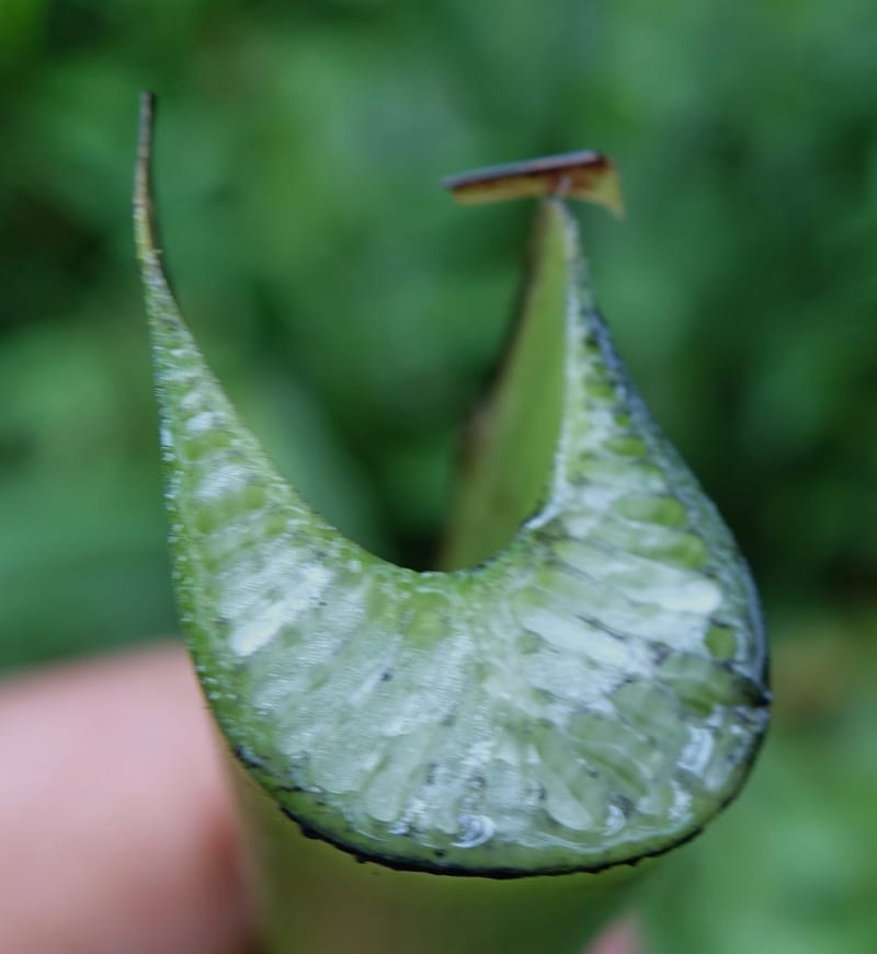 Musa formosana, Chung Kuo-Fang 3351--Taiwan. Wulai Distr. Wulai village. Hsing Hsian Trail. 19 May 2016. DSC03046 (181).JPG