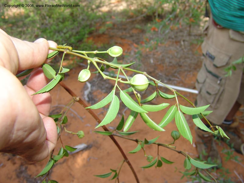 Cissus, Z.Rogers875--Madag. Prov. Toleara. Ifaty, Village Tortues. 15 Jan 06. 209.jpg