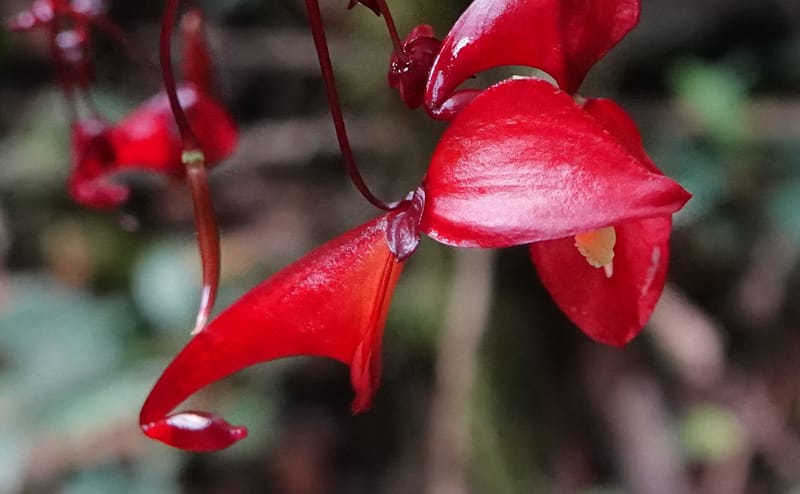 Impatiens, C. Davidson 13908--Gabon. M de C. Sent. Andok. 28 Oct 2018. DSC09339 (307).JPG