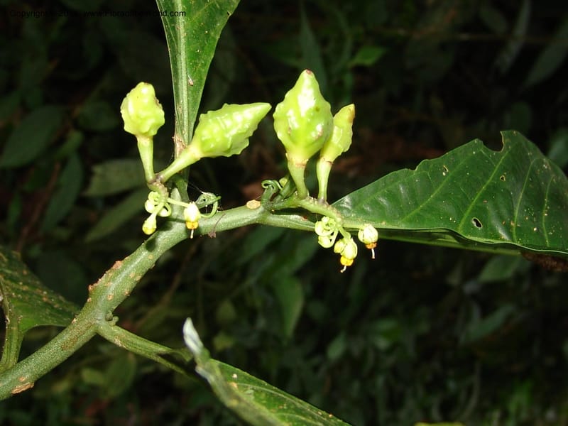 Solanum anceps, R. Vasquez 33006--Peru. Pillcopata. Qbda Pini Pini. 29 Oct 07. 666 (12).jpg