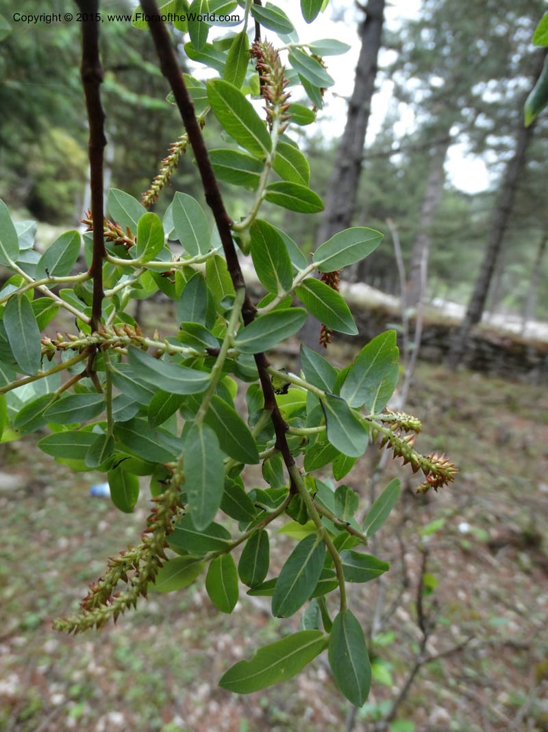 Salix, Boufford, D 43733--China. Sichuan. XinZhaZi Gou. 14 May 2014. DSC06426 (120).JPG