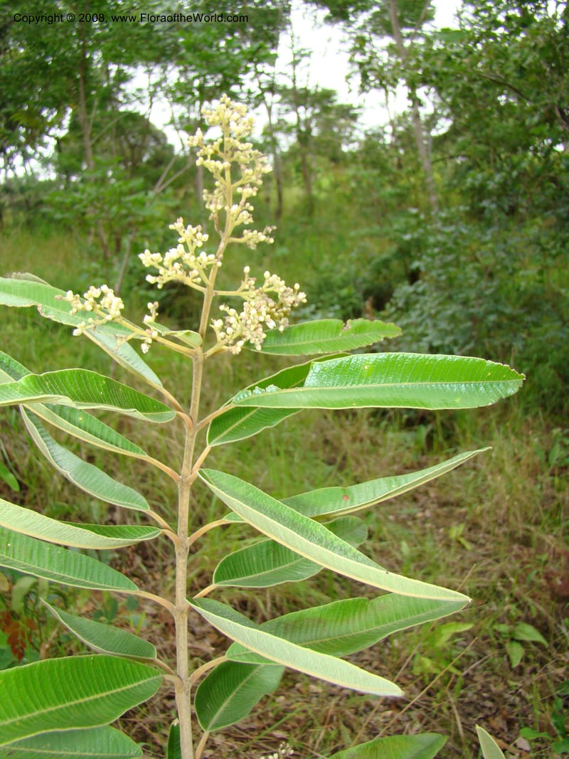 Ozoroa insignis ssp reticulata, RGereau7042--Tanz. Mbeya Rural Distr. Utengule Coffee Lodge. 26 Jan 08. 107.jpg