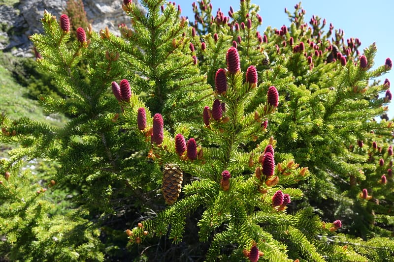Picea abies, Davidson, C 13309--Switzerland. Les Violettes. 4 Jul 2016. DSC09126 (79).JPG