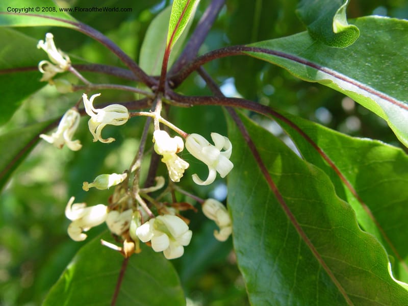 Pittosporum undulatum--Spain. Blanes. Marimurtra Bot. Gard. 24 Apr 04. 018.jpg
