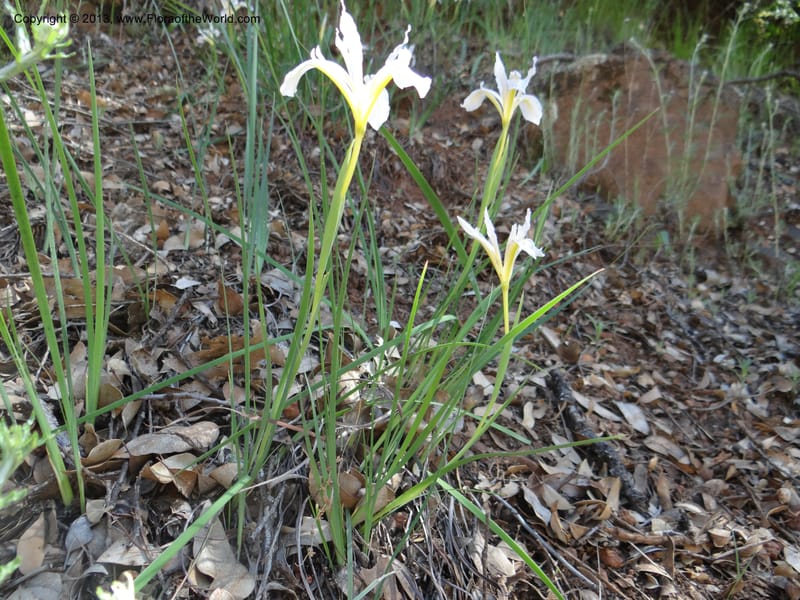 Iris tenuissima, Davidson, C 12132--Calif. Nevada Co. 19 Apr 2013. DSC03196 (8).JPG