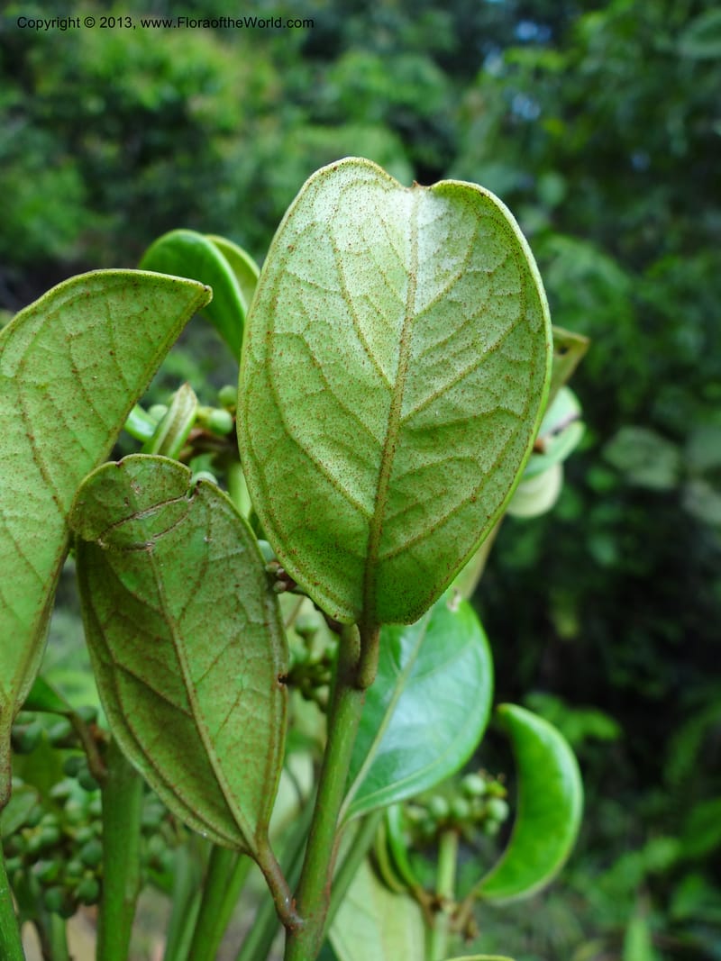 Aralia, SAN.153245--Malaysia, Sabah. Tawai For. Res. 9 Apr 2012. DSC07890 (84).JPG