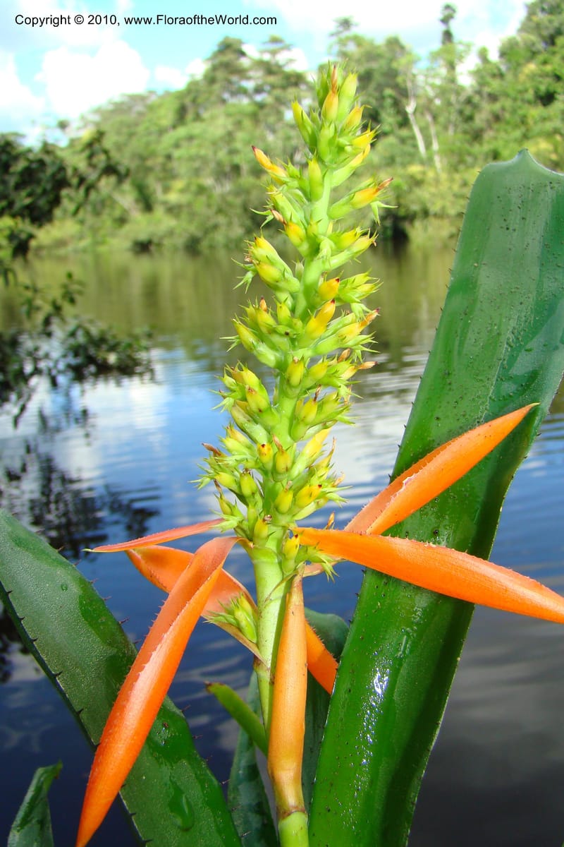 Aechmea, R. Vasquez 34537--Peru. Pacaya Samiria. Yantacocha. 5 Nov 08. 471.jpg