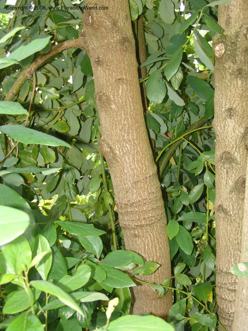 Persea lingue, 83.0778--CA. UC Berkeley Bot. Garden.  30 Jun 06. 178.jpg
