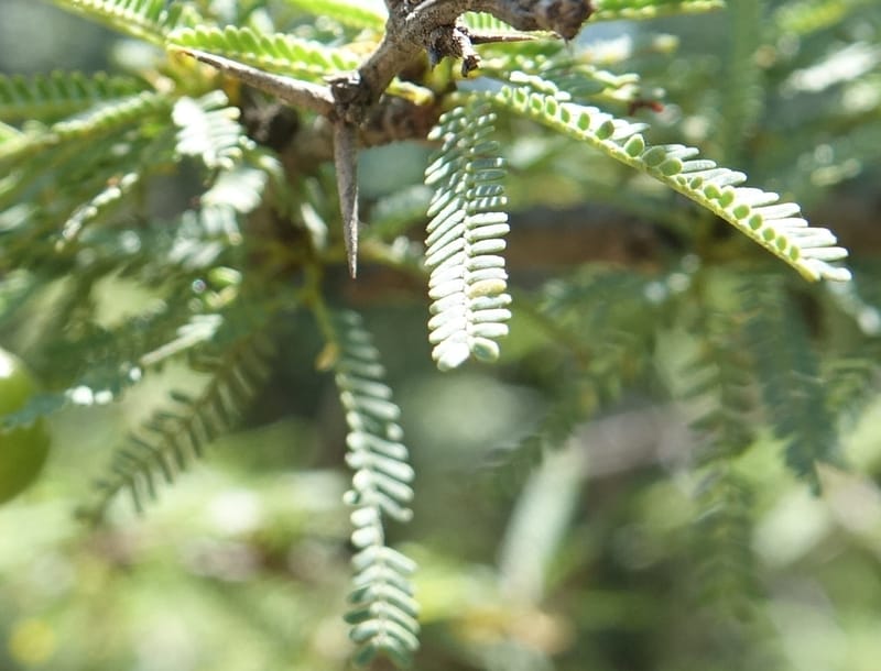 Prosopis torquata, Fortunato 13176--Argentina. Las Bretes. Stop 2. 8 Feb 2018. DSC09642 (19).JPG